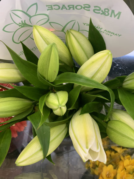 Oriental Lillies – White